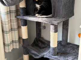 2 Male Cats Looking for a Loving New Home