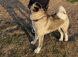 KC Registered Akita