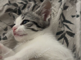 Kitten for sale