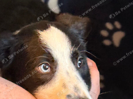 Collie x Huntaway puppies