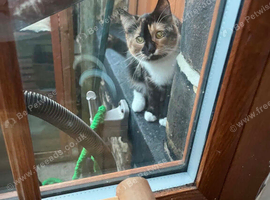 Lost cat in Haworth