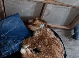 8mth cockapoo