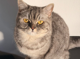 British Shorthair Cat for Sale