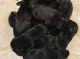 Beautiful Labrador/Springer cross puppies ready to leave August