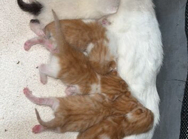 4 ginger and white kitten