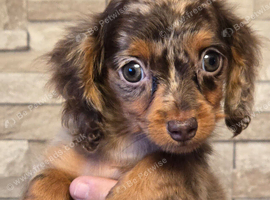 REDUCED last 2 longhair dachshunds