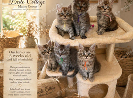 TICA Registered Maine Coon Kittens
