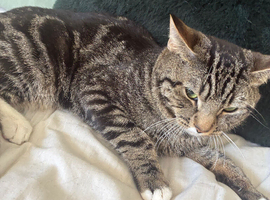 Domestic Tabby