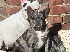 French bulldog