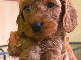 Cockerpoo puppies for sale