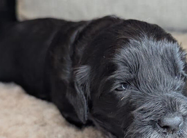 Adorable Cockapoo  - Black,white & Tan