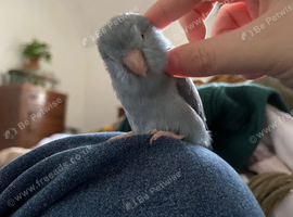 SEEKING Parrotlet for Rehome