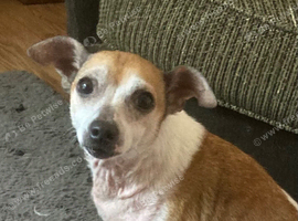 Jack Russel chihuahua cross