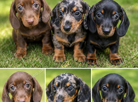 Gorgeous miniature dachshund puppies