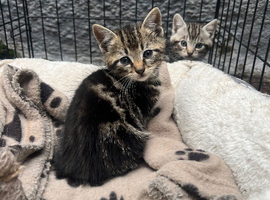 Tabby kittens for sale