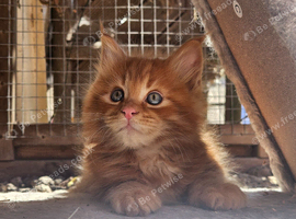 Maine Coon kittens