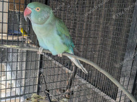 Female blue/green ringneck