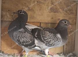 Young birds for sale