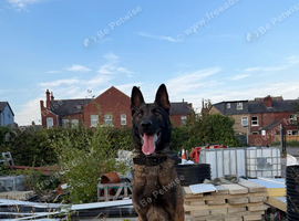 Trained 3-Year-Old Belgian Malinois 'Tank' - Great Family & Security Dog