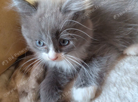 Beautiful ragdoll x Persian female