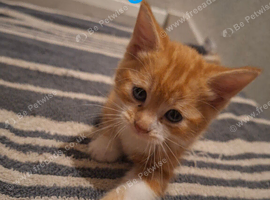 5 gorgeous kittens. Read description!