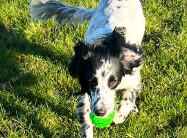 Sad rehome for beautiful girl
