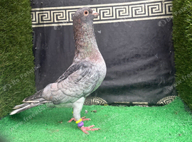 Syrian pigeons