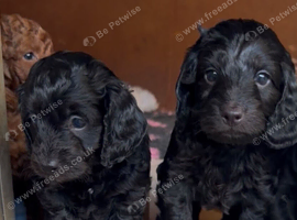 READY TO GO 2 boys 1 girl daxiepoo puppy