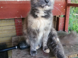 Female pedigree main coon cat looking for and indoor pampered life