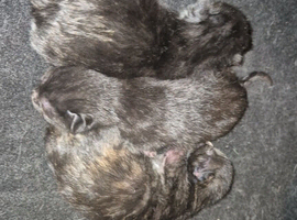 3 kittens to rehome ready 4th august