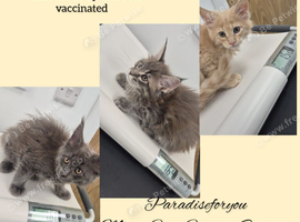 Big Maine Coon Boys Available