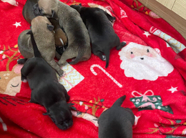 Staff pups