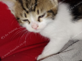 Kitten for sale