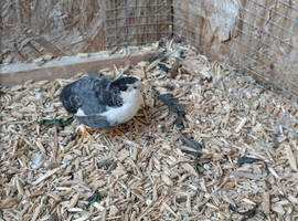 Male chinese painted quail