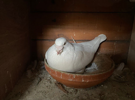PURE WHITE LOGAN PIGEON