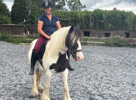 13.3/14 cob mare 14 yrs old
