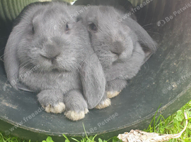 Grey Female French lop