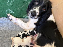 sprocker puppies
