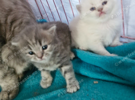 British short haired cross kittens for sale