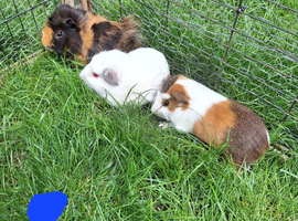 Female and male guinea pigs for sale