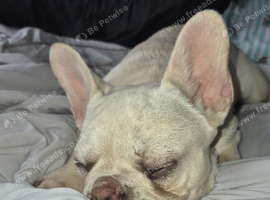 8 month old female frenchie