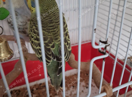 Baby budgies
