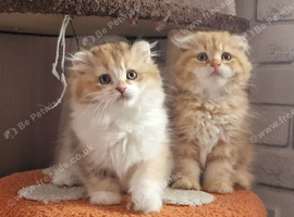 Scottish fold boy and girl