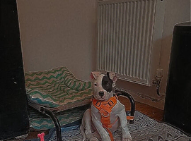 Staff x american bulldog boy pup