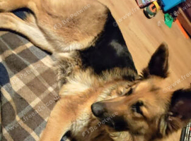 Beautiful German shepherd
