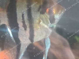 6 x zebra angelfish