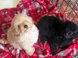 Last Two Toy Poodle Puppies Available &ndash; Ready Now