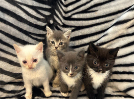 4 Stunning Siamese Mixed Kittens