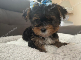Toy Yorkshire terrier puppies