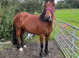 Stunning Welsh D x